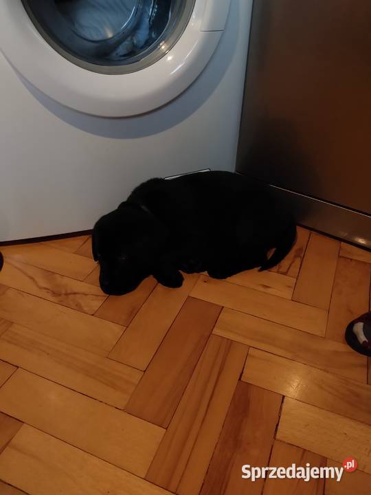 Labrador czarny 3 miesiace Labrador Rzeszów