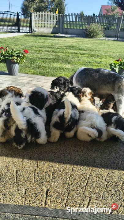 Shih tzu sprzedam