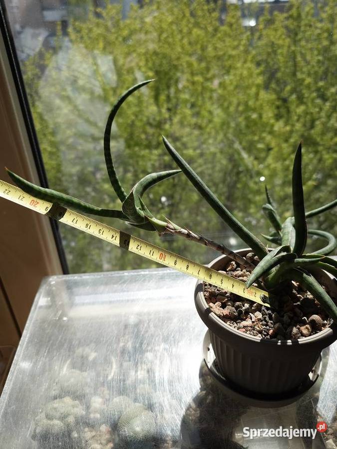 Sansevieria ballyi Minnie odrost ok 20 Warszawa