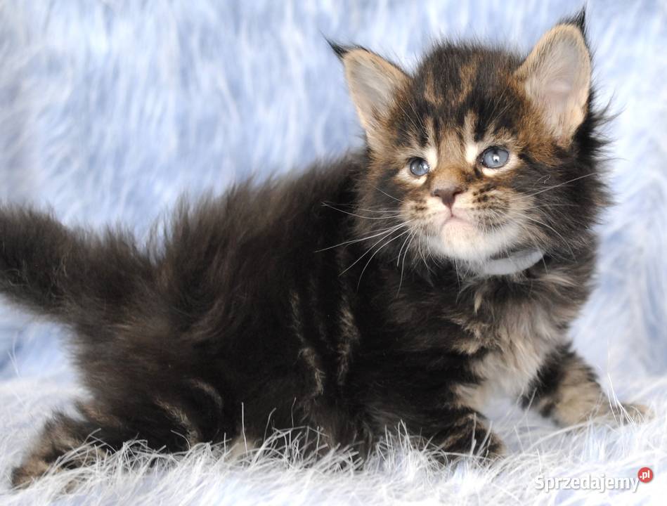 Kociaczki maine coon z prawdziwym rodowodem Maine Coon Brzezia Łąka