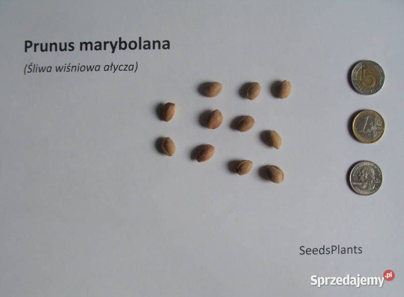 ŚLIWA WIŚNIOWA AŁYCZA Prunus marybolana NASIONA Lubanie