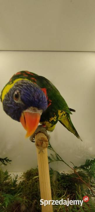 Lorysa Górska Brenna