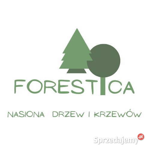 NASIONA Lipa drobnolistna Tilia cordata Nasiona