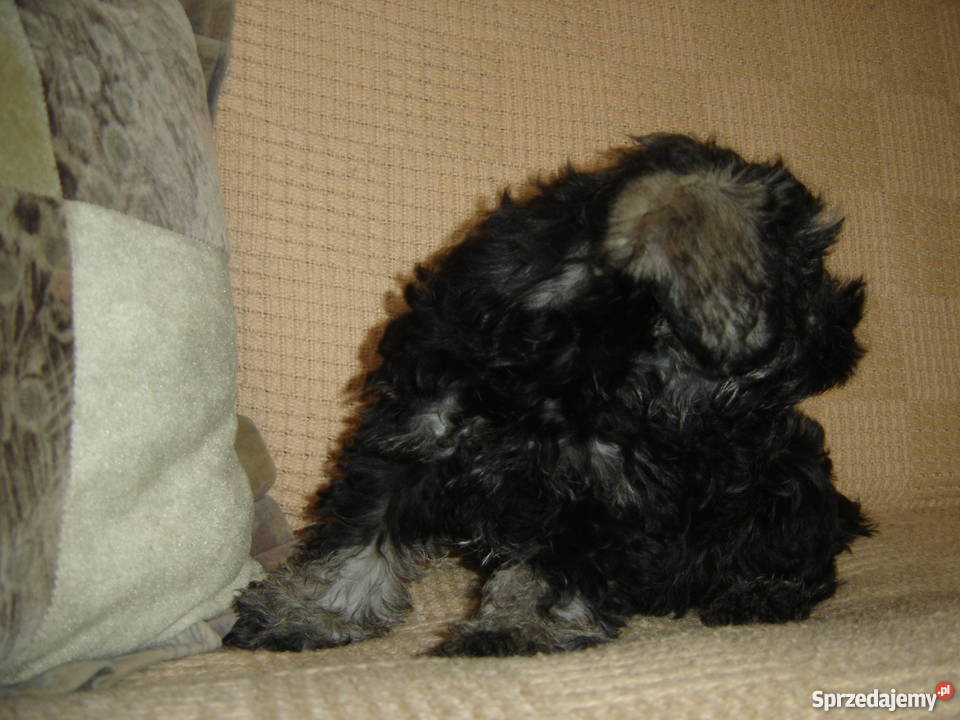 sznaucer miniaturowysznaucer miniatura kujawsko-pomorskie Gagowy Nowe