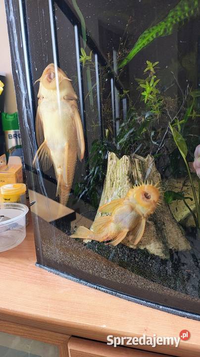 Samica zbrojniki 37 śląskie Toszek