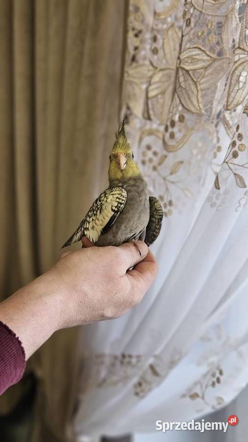 Papuga nimfa Bydgoszcz sprzedam