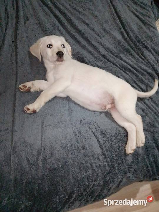 Labrador szczeniaki Busko-Zdrój