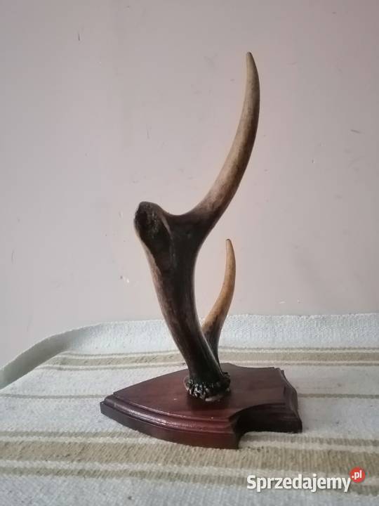 Poroże z podstawka Legnica sprzedam