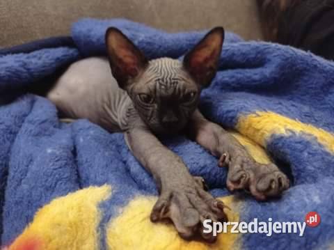 3x Kruczo czarne dziewczynki 2 białe do zabrania Warszawa