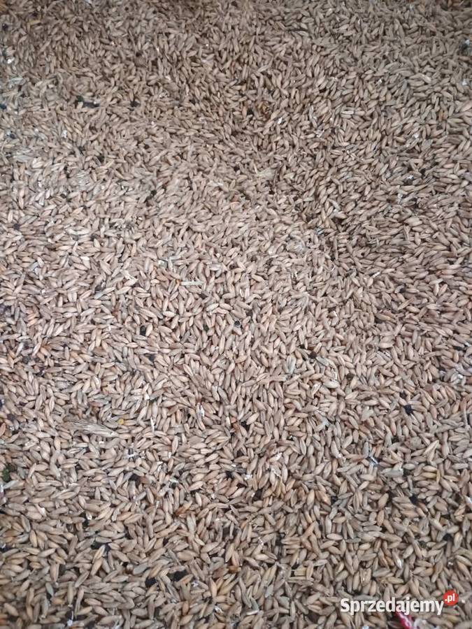 Pszenżyto z wyką podlaskie Suwałki sprzedam