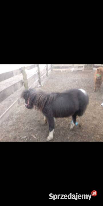 Sprzedam Dwa kucyki ogierki OKAZJA kujawsko-pomorskie Lubraniec