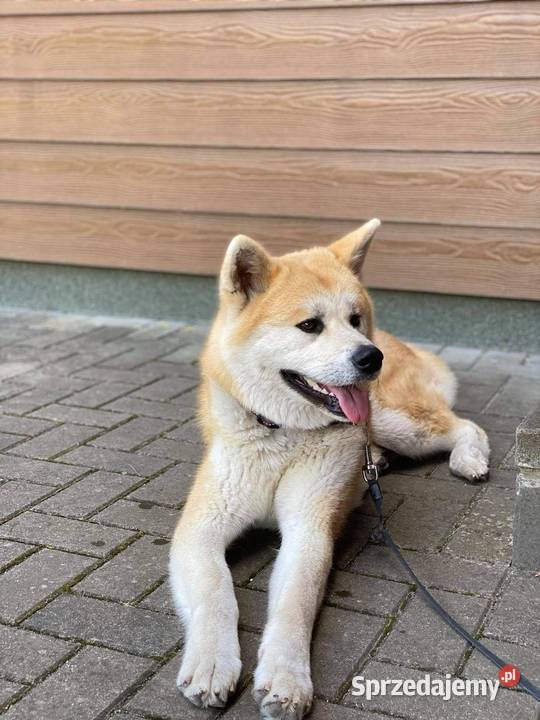 Sprzedam suczkę Akity Rzeszów