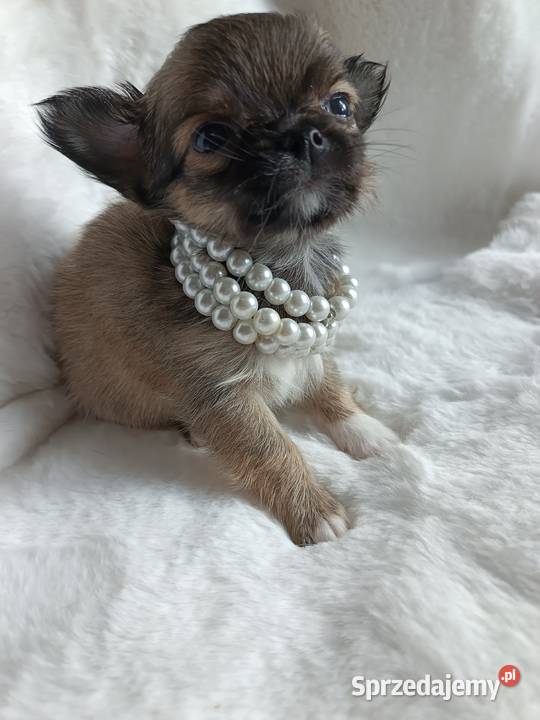 Chihuahua dziewczynka długowłosa Xd suczka Inowrocław