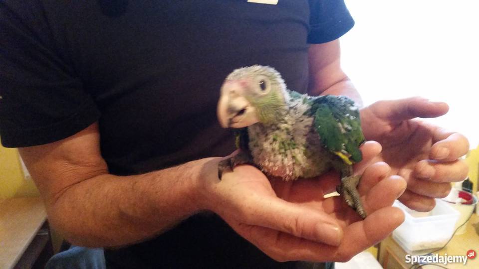 Amazonka niebieskoczelna ręcznie karmiona Wałbrzych