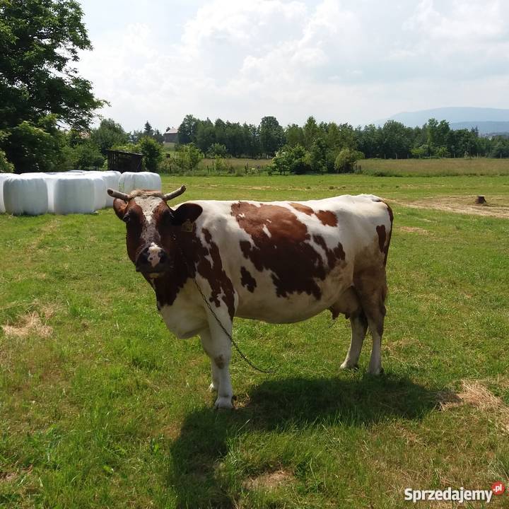 Krowa cielna 8 miesięcy Czechówka