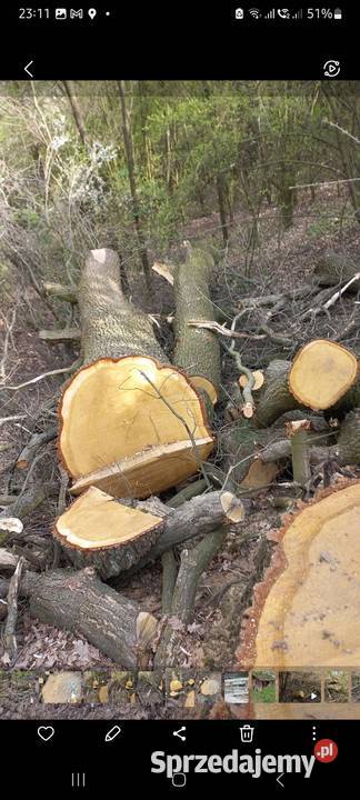 Dąb kłoda sprzedam