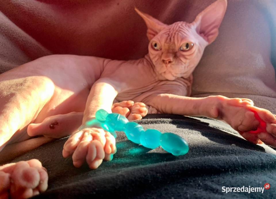 Budys 3l gumowy spokojny kocurek szuka mamci Warszawa sprzedam