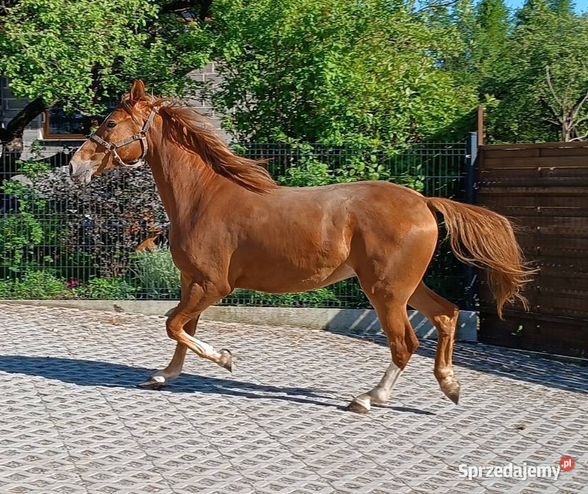 2letni wałach rasy małopolskiej na sprzedaż Luborzyca sprzedam