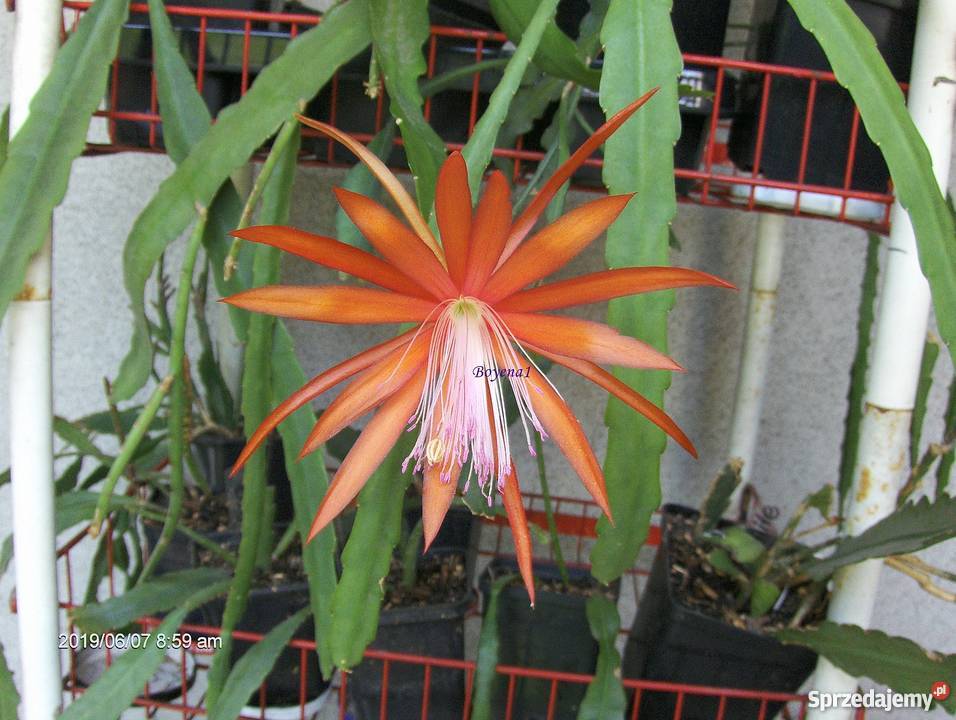 Epiphyllum Fluid Orange Nowość pomarańczowe Skawina sprzedam