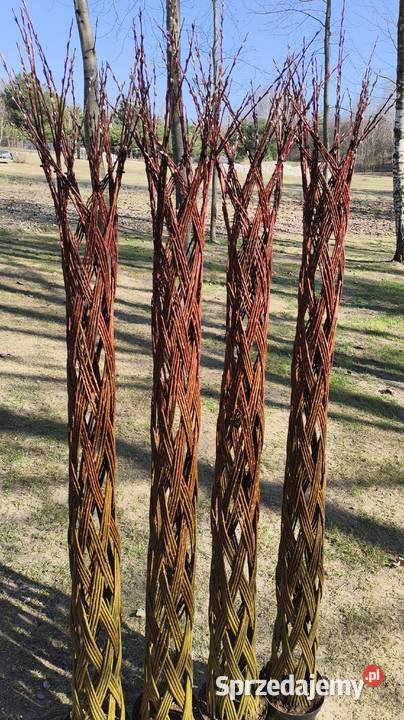 Wierzba pleciona drzewko wiklinowe podkarpackie Rzeszów