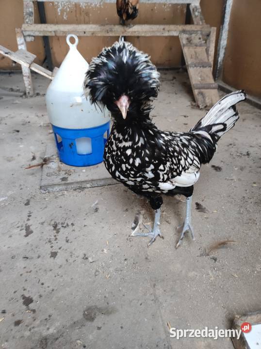 Czubatka Polska srebrzystołuskowana Młodoszowice sprzedam