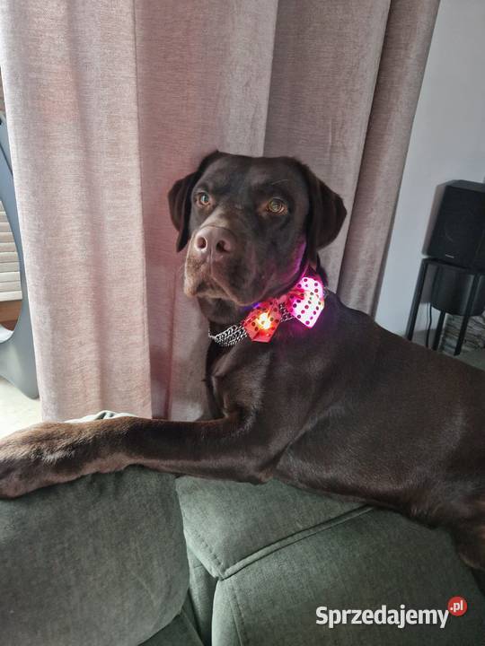 Labrador Retriever piesek Wspaniałej budowy ojcu Psy