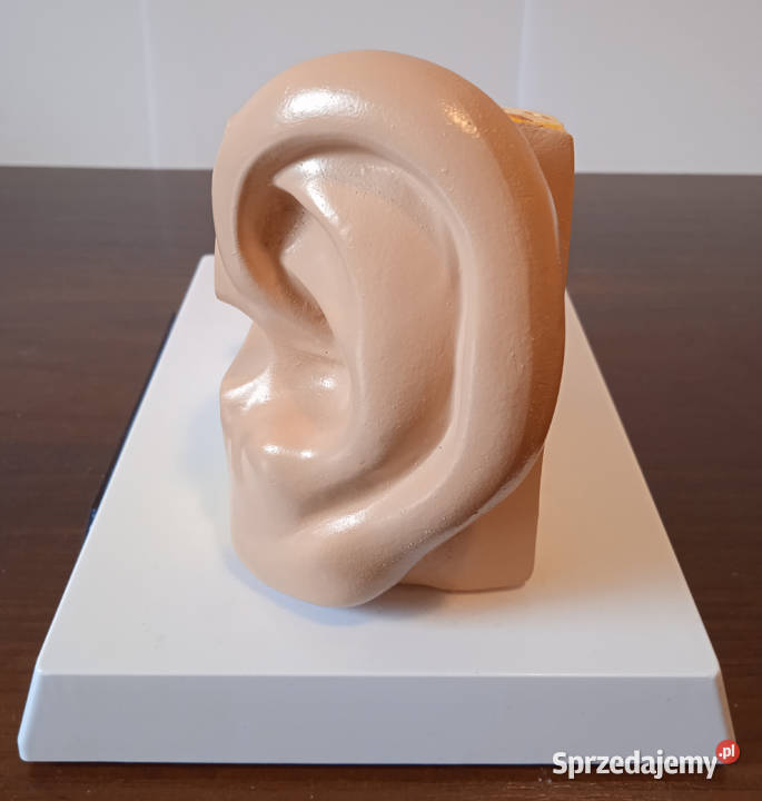 Medycyna model budowy ucha ludzkiego 3częściowy Poznań