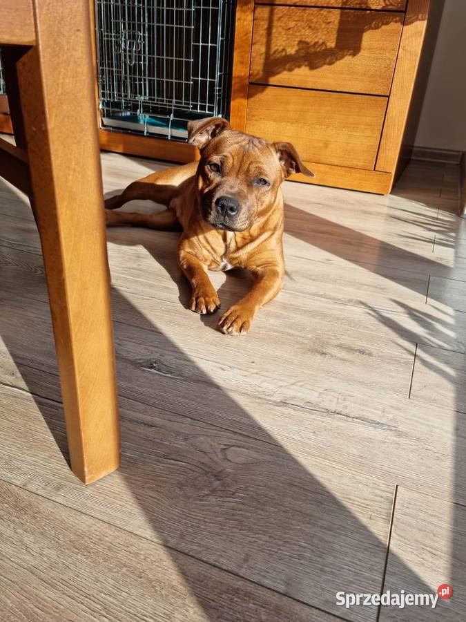 Szczeniaki Staffordshire Bull Terrier Brodnica sprzedam