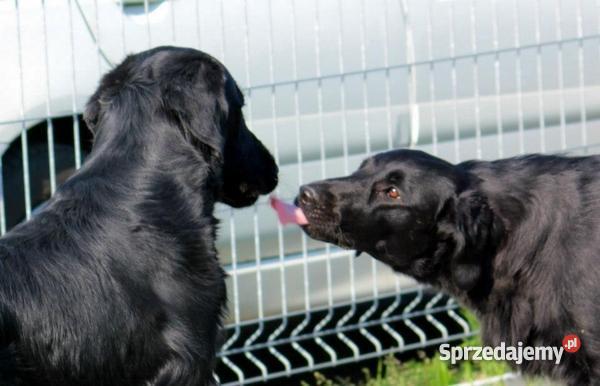 szczenięta flat coated retriever zapowiedź miotu