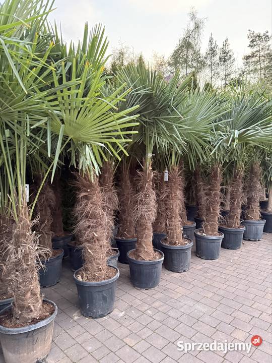 Palma mrozoodporna Trachycarpus fortunei do Częstochowa