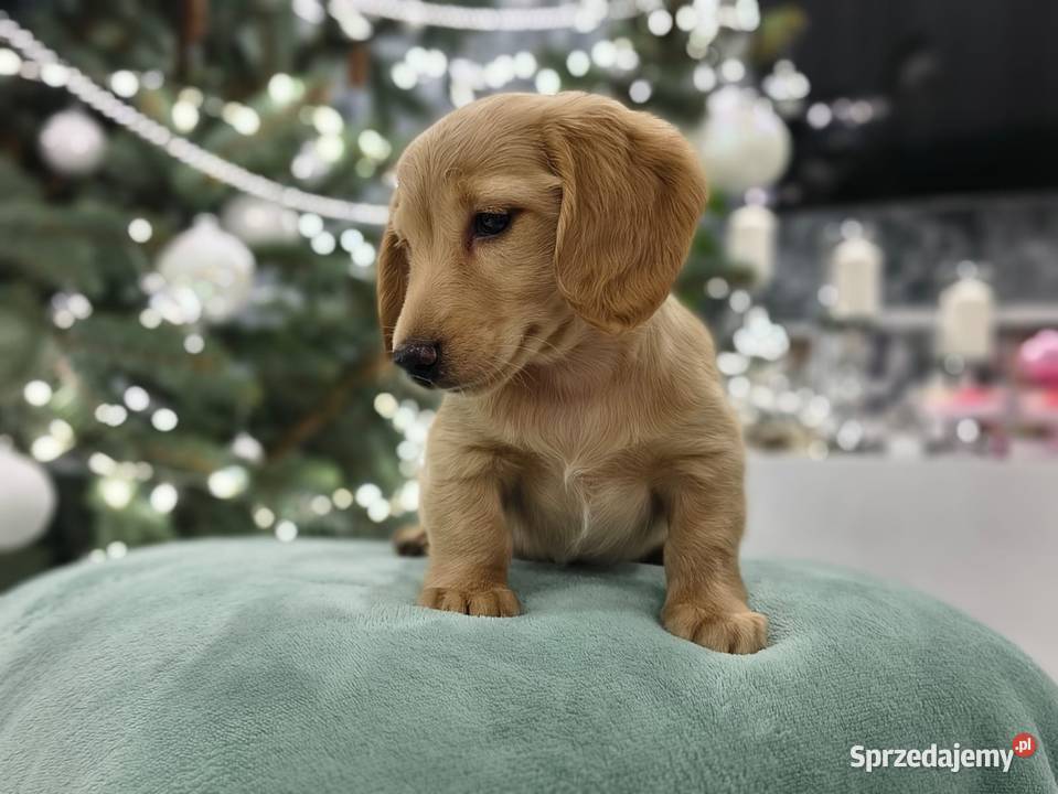 Jamnik długowłosy miniaturowy Dackel dachshund Żychlin