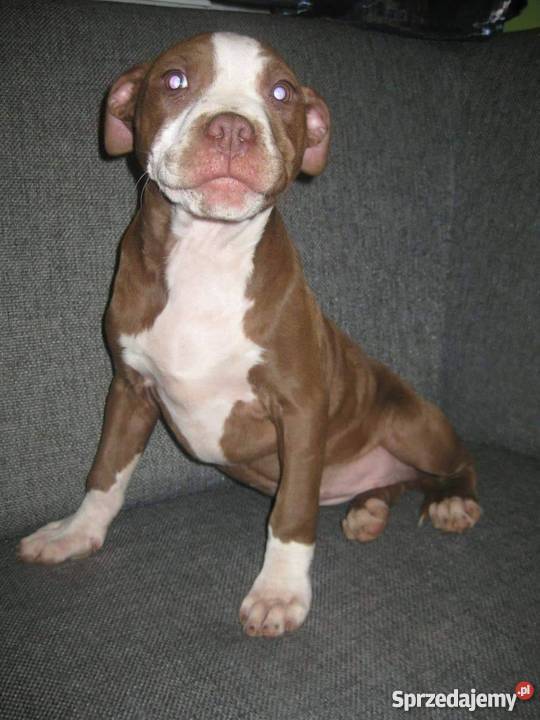 Pit bull Psy Gniezno sprzedam