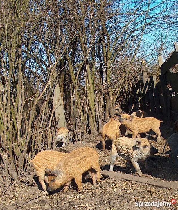 Prosięta Mangalica Węgierska świnia pastwiskowa Szczedrzyk