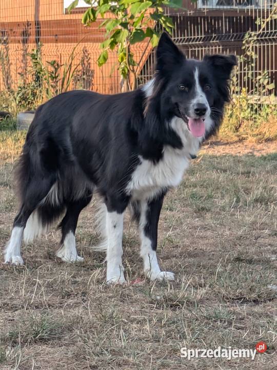 Border Collie