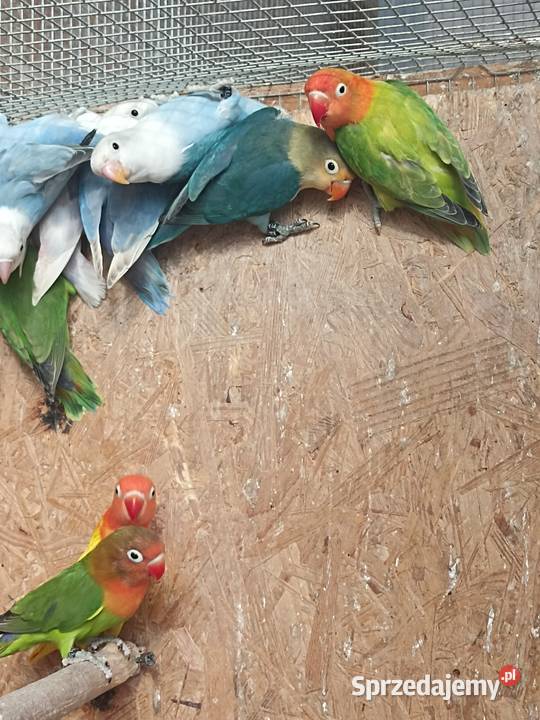 Nierozłączki fischera 2025 Albinów