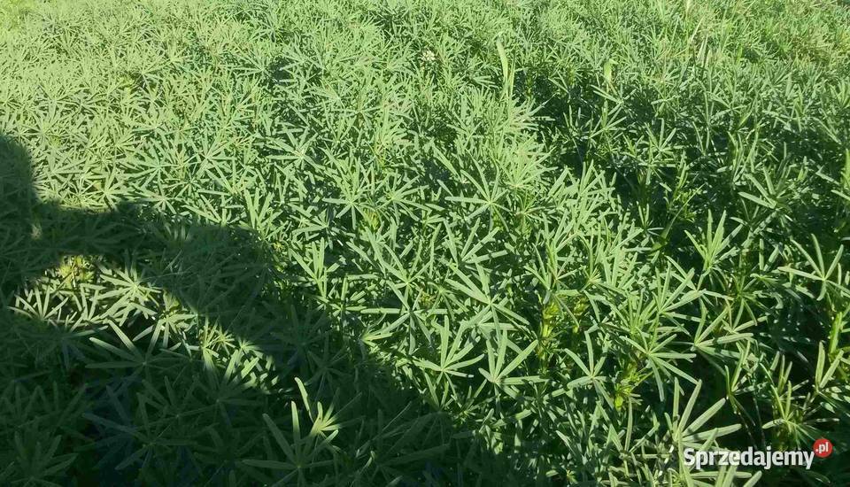 Łubin Karo Wąskolistny gorzki Rolnictwo Iłża