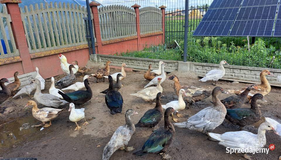 Kaczki piżmowe amerykańskie Brudzyno