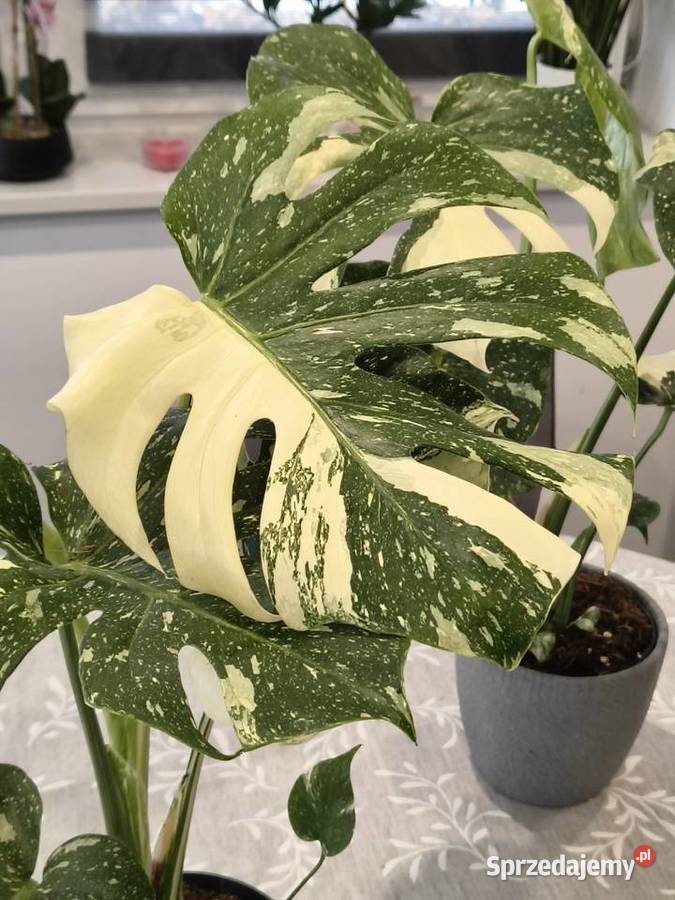 Monstera Variegata piękne 60 Lidzbark Warmiński