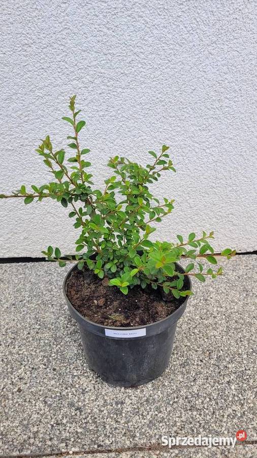 IRGA SZWEDZKA CORAL BEAUTY Pogorzela sprzedam