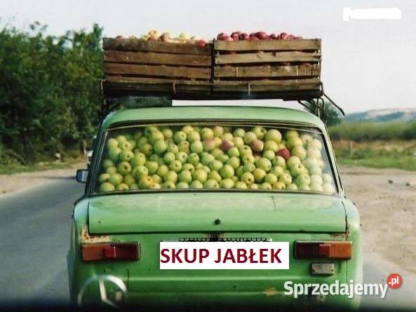 Świeże Jabłka Przemysłowe Spady Skup Jabłek