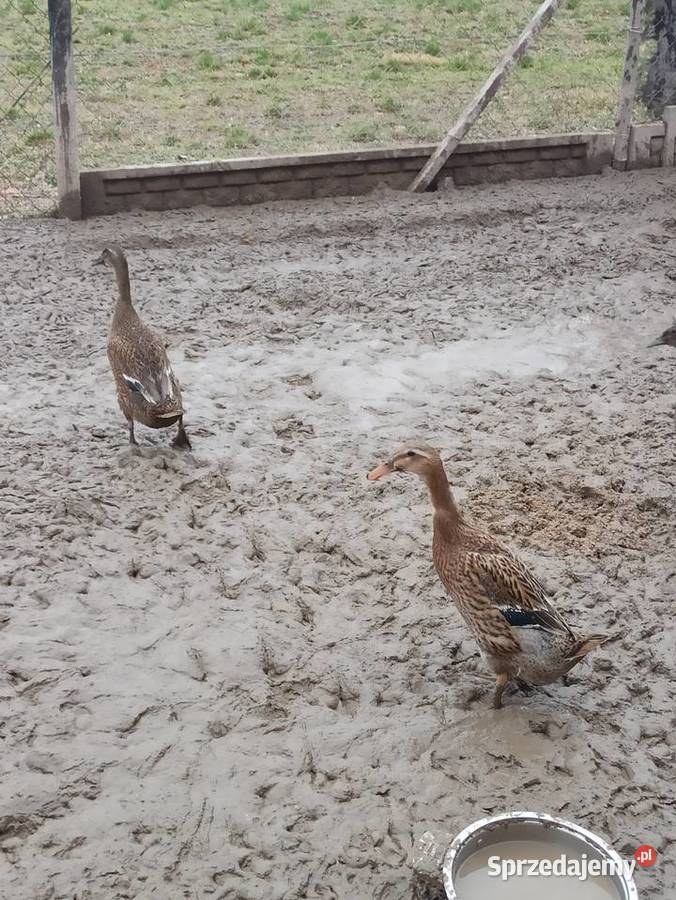 Kaczki biegusy biegusy indyjskie Krasnystaw
