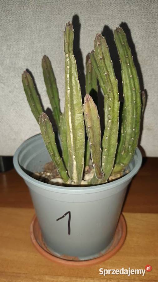 Stapelia 1 sukulent