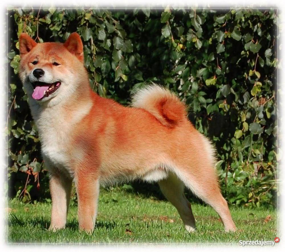 shiba inu szczenięta Marki sprzedam