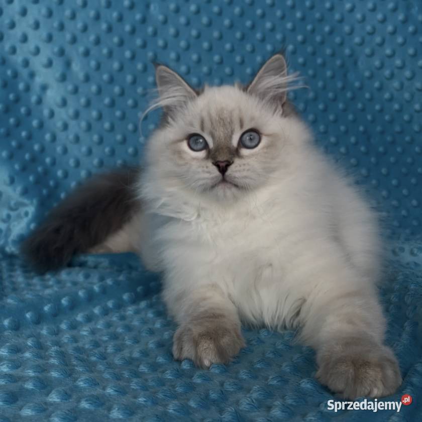 Kociak syberyjski Neva Masquerade śląskie Sosnowiec