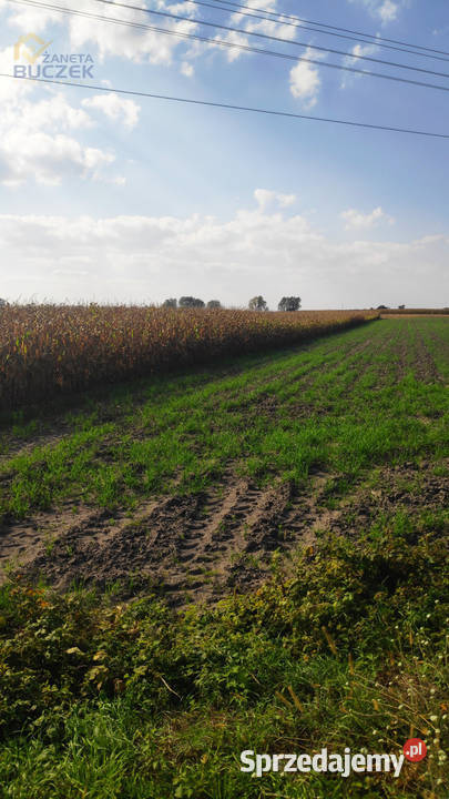Sprzedam działki rolne z wydanymi WZ w Juliopolu 65zł/m2 sprzedam