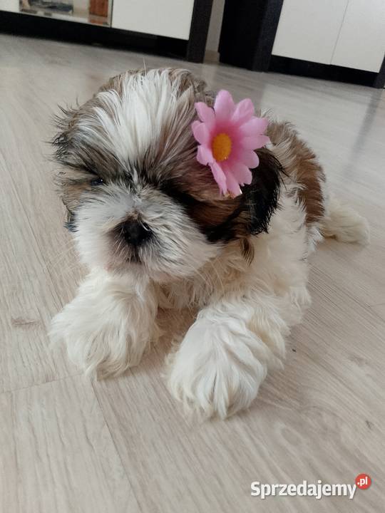 DO ODBIORU suczka ShihTzu tricolor Namysłów sprzedam