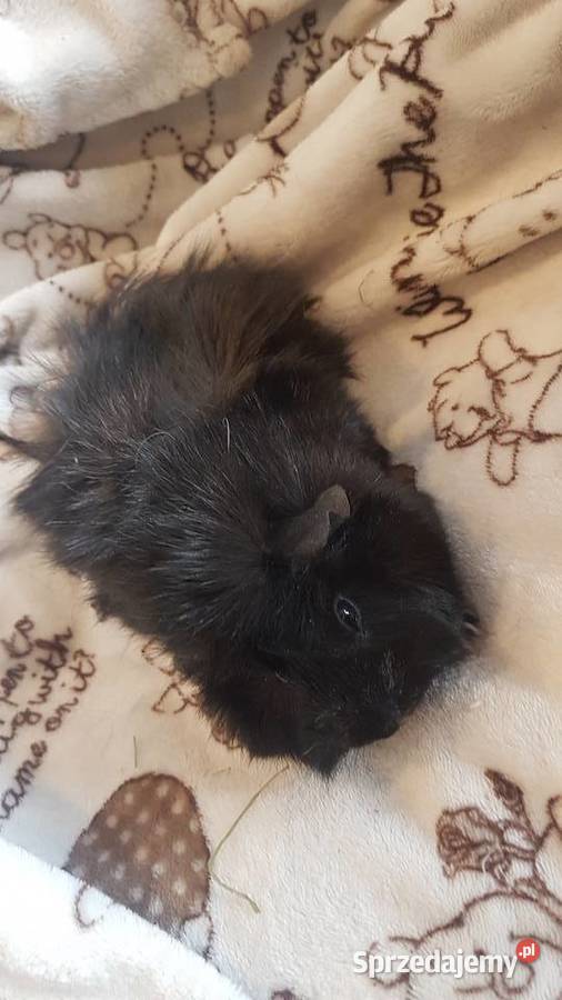 Świnki morskie Łódź