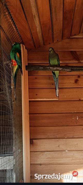 Rozelle królewskie świergotki sprzedam