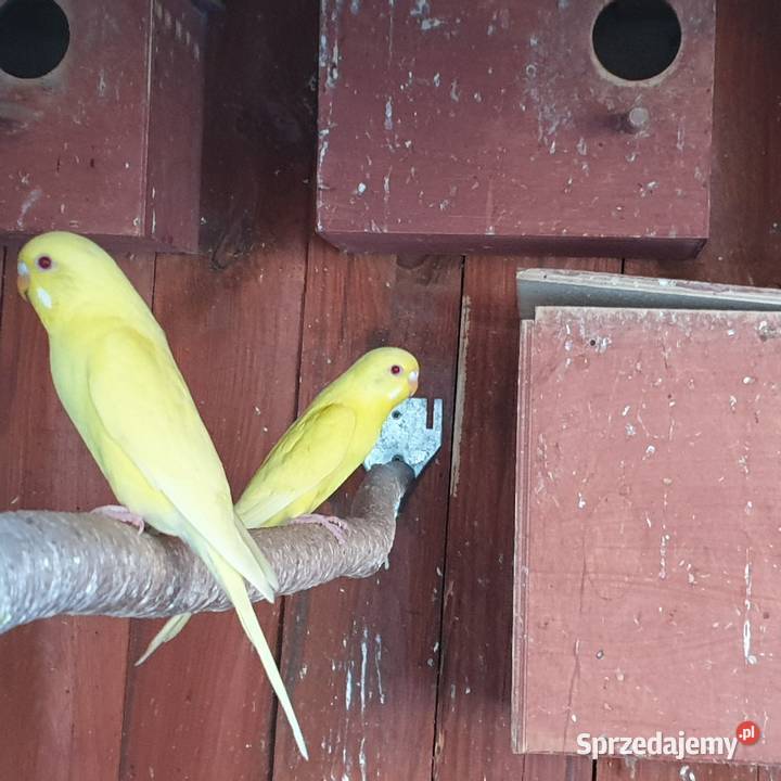 Papugi faliste dolnośląskie Wrocław