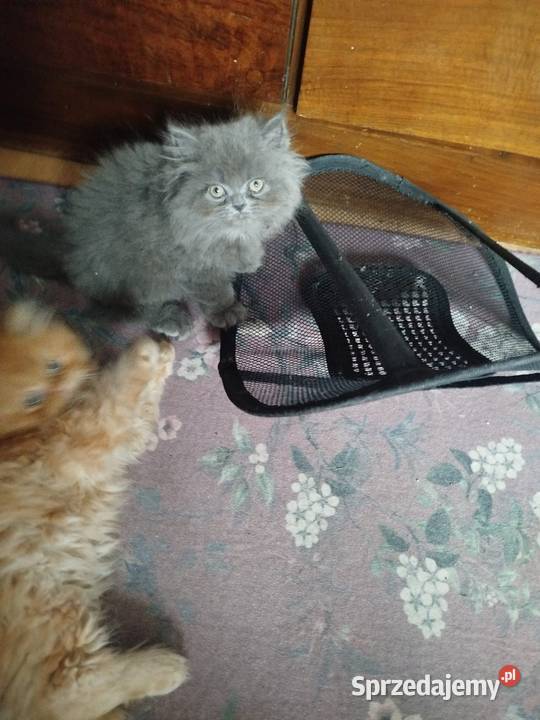 Pers kocurek perski niebieski Perski Gliwice